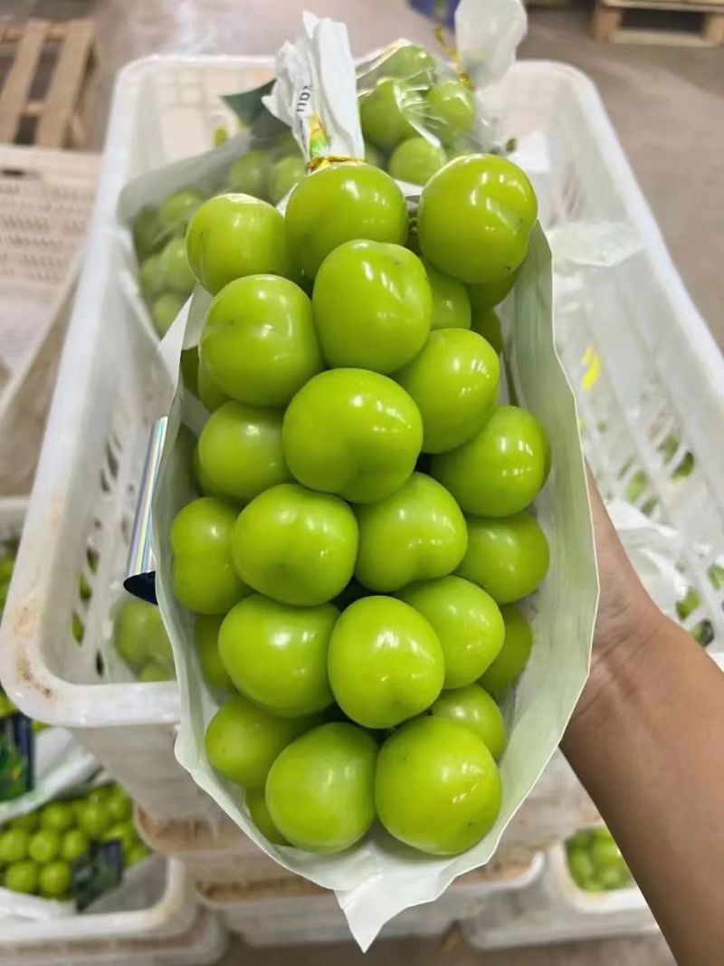 阳光玫瑰葡萄精品葡萄电商市场商超社区团购产地直发一手