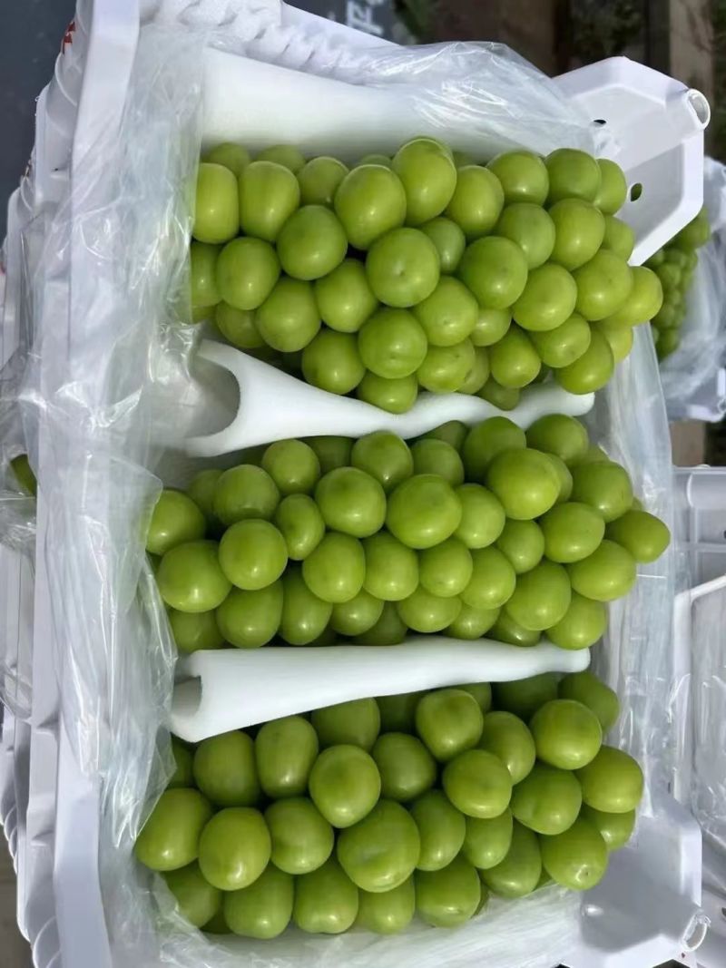 阳光玫瑰葡萄精品葡萄电商市场商超社区团购产地直发一手
