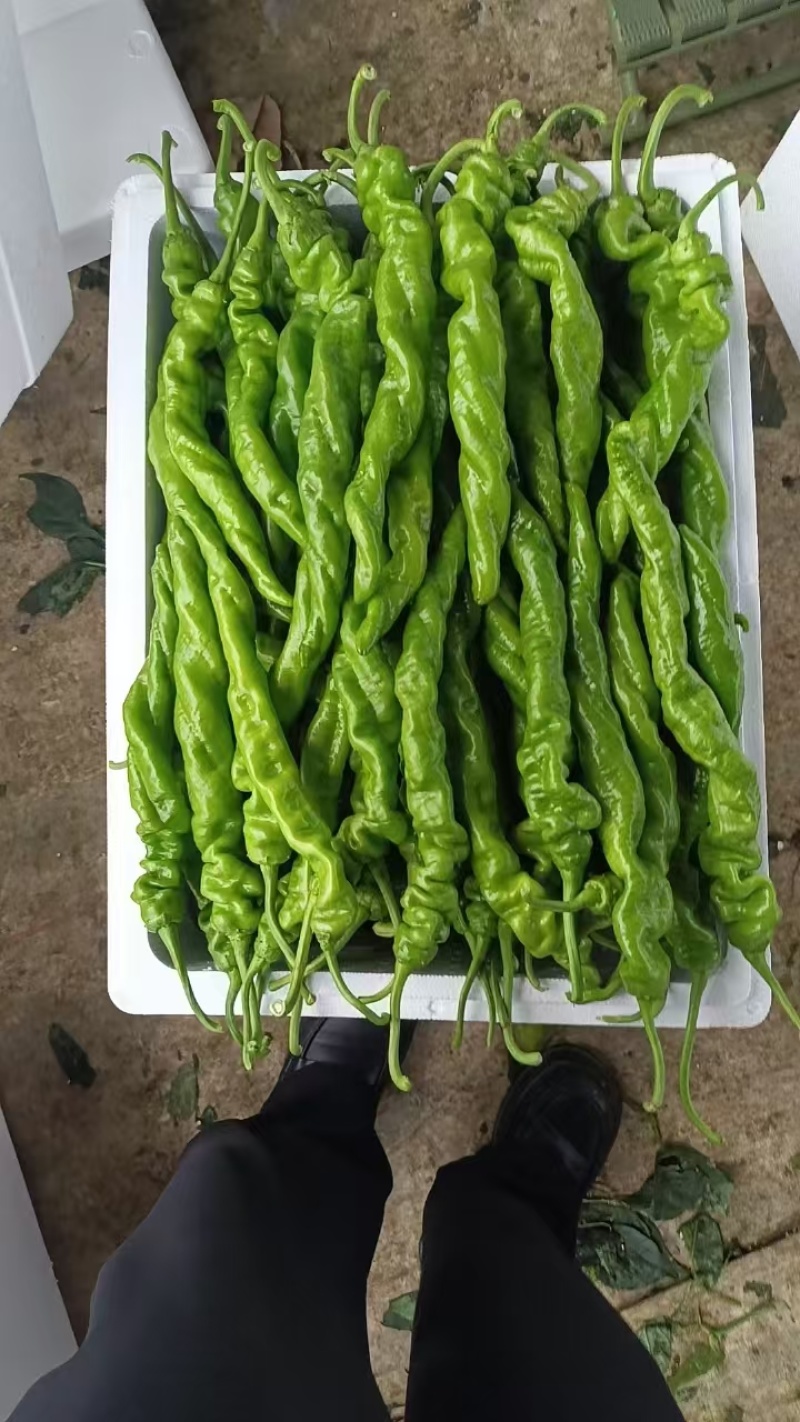 【螺丝椒】辽宁海城蔬菜基地直供质量保证一手货源全国发货