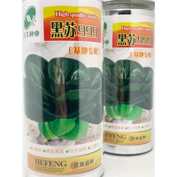 黑苏999苏州青种子叶片油亮耐热耐寒抗病味甜