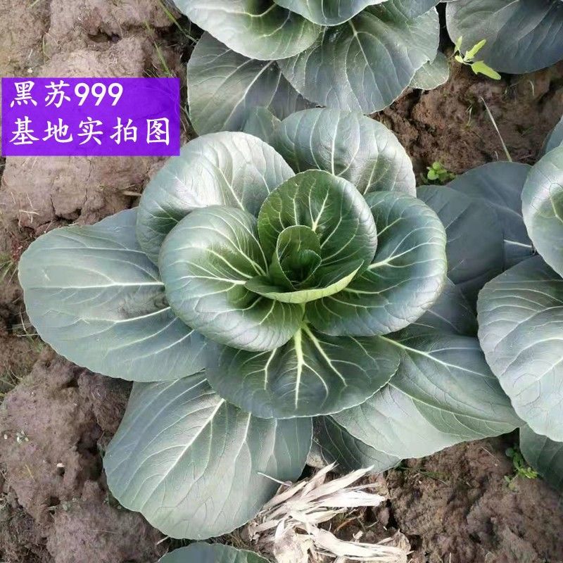 黑苏999苏州青种子叶片油亮耐热耐寒抗病味甜