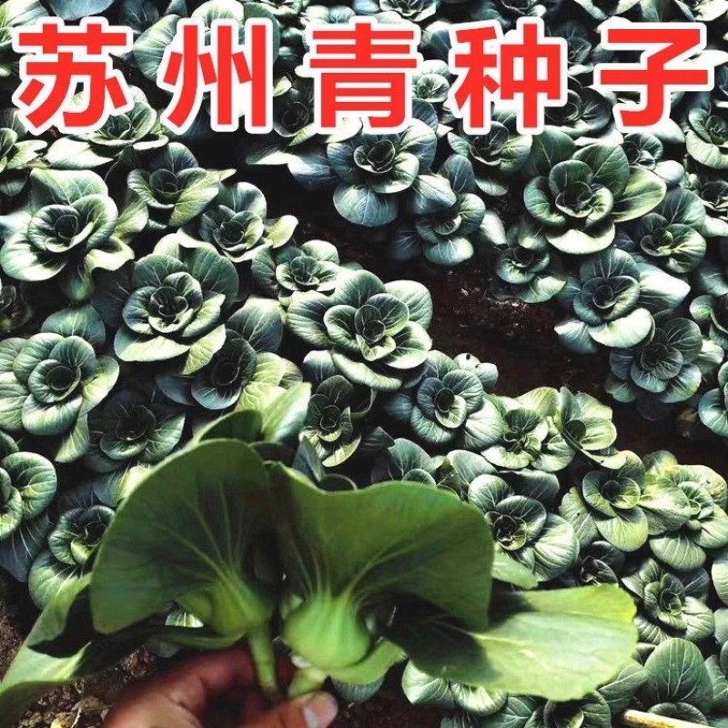 黑苏999苏州青种子叶片油亮耐热耐寒抗病味甜