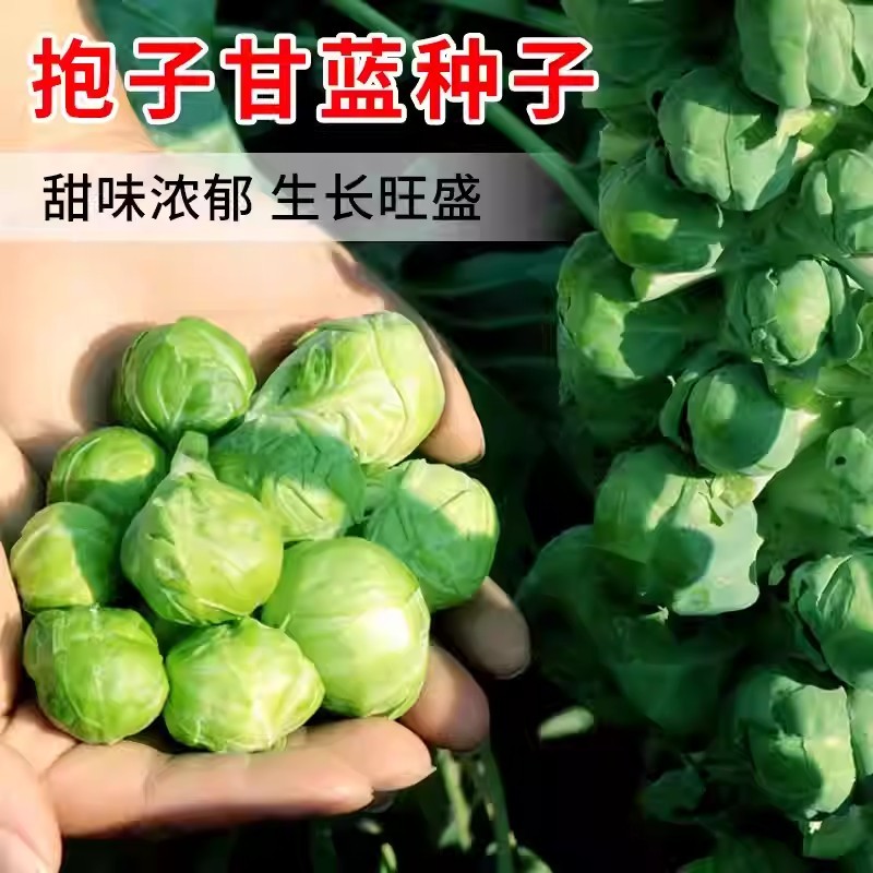 孢子甘蓝种子抱子甘蓝种子小芽球包菜种子耐寒味甜浓郁