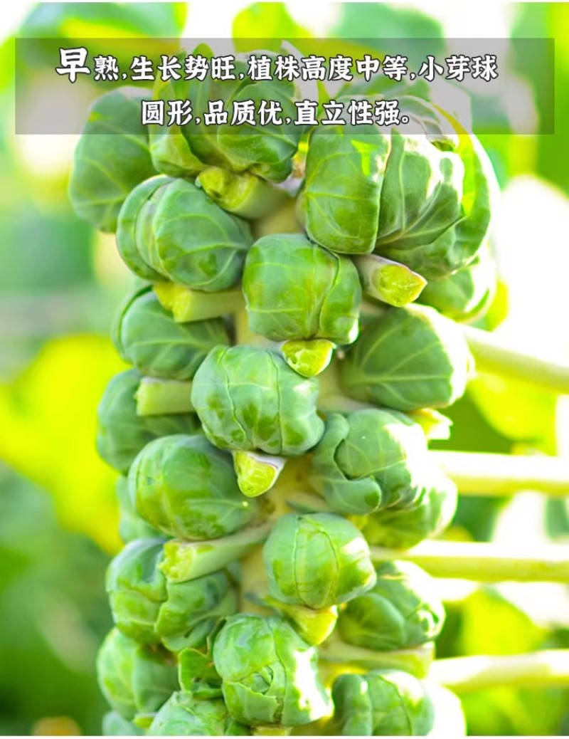 孢子甘蓝种子抱子甘蓝种子小芽球包菜种子耐寒味甜浓郁
