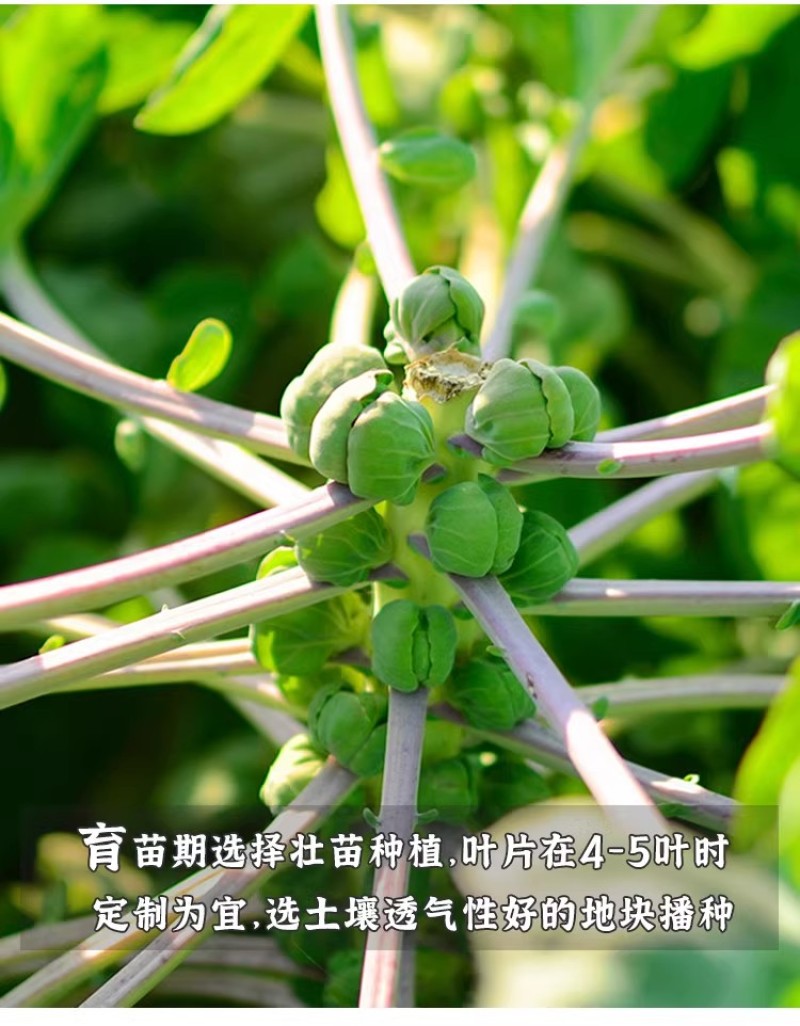 孢子甘蓝种子抱子甘蓝种子小芽球包菜种子耐寒味甜浓郁