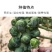 孢子甘蓝种子抱子甘蓝种子小芽球包菜种子耐寒味甜浓郁