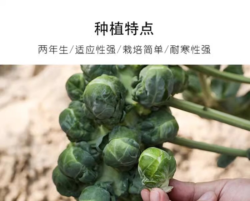 孢子甘蓝种子抱子甘蓝种子小芽球包菜种子耐寒味甜浓郁