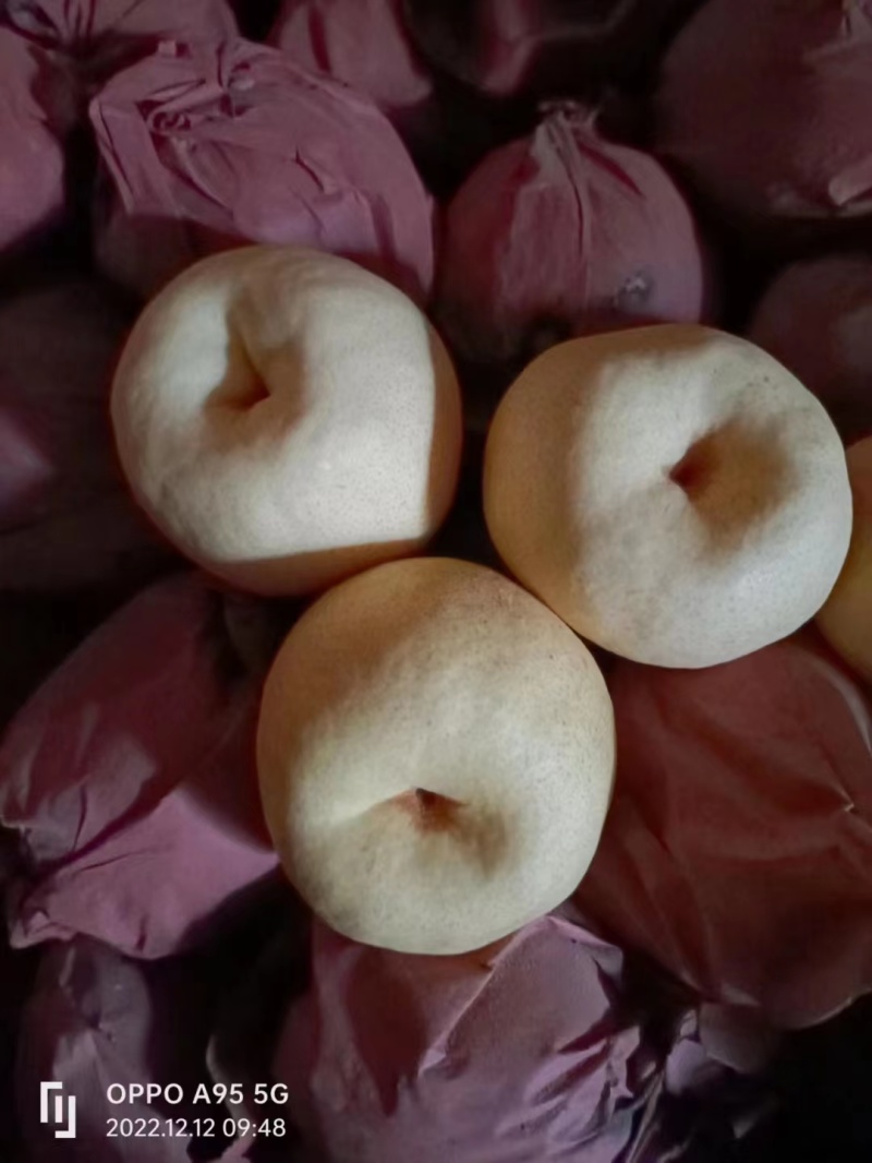 【优选】山西酥梨-隰县酥梨-产地直发-足斤足量-可视频看货