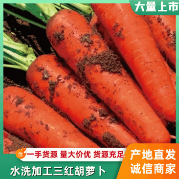 胡萝卜精品杂交品种，中条，小条，大头。按要求做品质。
