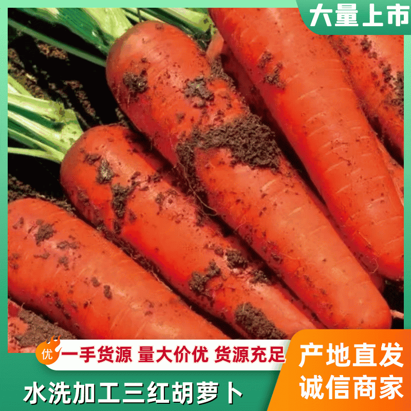 胡萝卜精品杂交品种，中条，小条，大头。按要求做品质。
