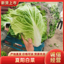 【精品】优质小颗夏阳白菜，一手货源产地直发，代发全国