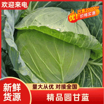 河南精品扁包菜，京丰，墨玉50甘蓝，各种规格，保质保量