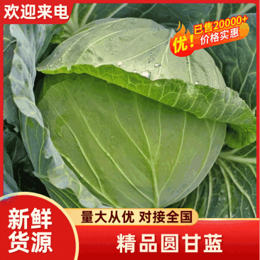 河南精品扁包菜，京丰，墨玉50甘蓝，各种规格，保质保量