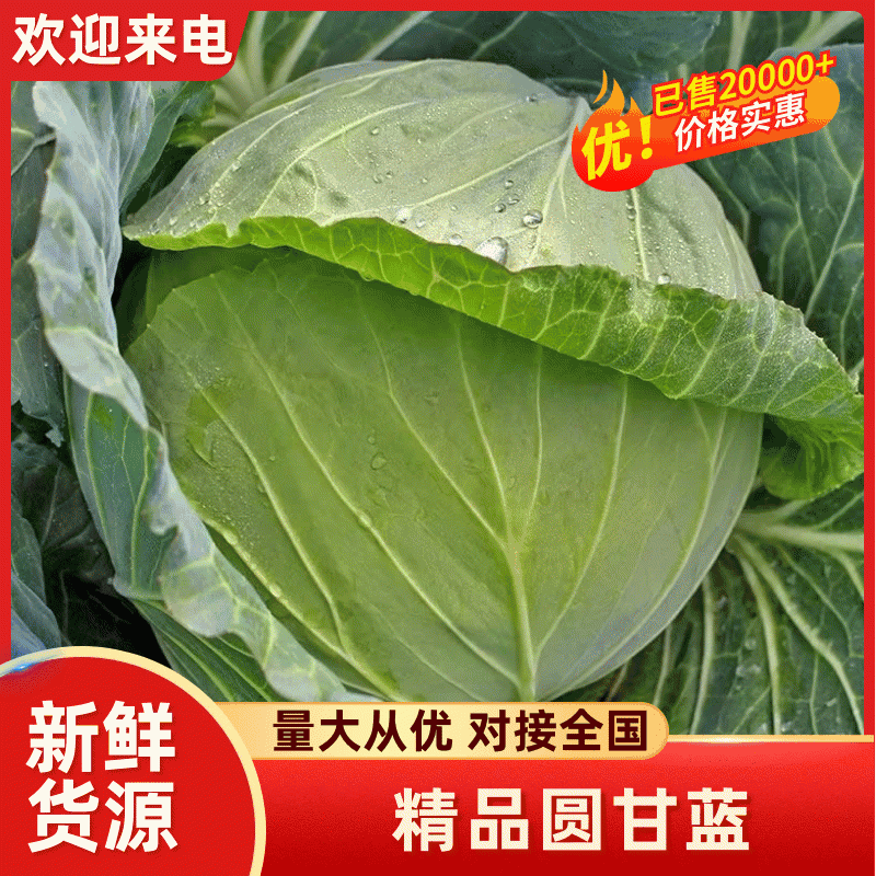 河南精品扁包菜，京丰，墨玉50甘蓝，各种规格，保质保量