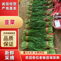 韭菜广东大叶韭菜大量供应对接全国市场电商商超