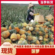 【菠萝】香水菠萝现摘现发热带鲜水果原产地直发