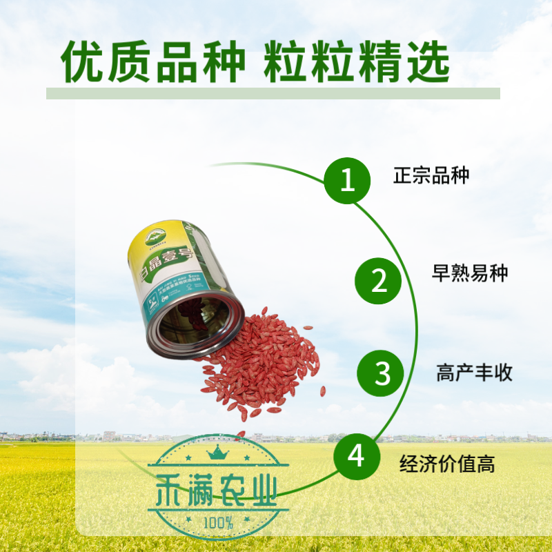 白晶壹号白皮黄瓜种子老品种白黄瓜种籽白黄瓜种子