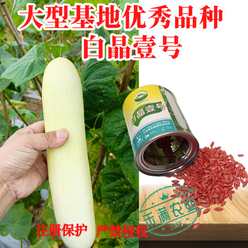 白晶壹号白皮黄瓜种子老品种白黄瓜种籽白黄瓜种子