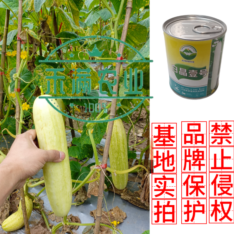 白晶壹号白皮黄瓜种子老品种白黄瓜种籽白黄瓜种子