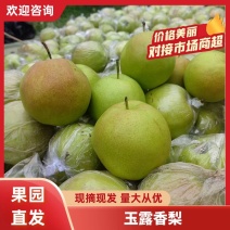 【优选】山西隰县玉露香梨-产地直发-足斤足量-可视频看货