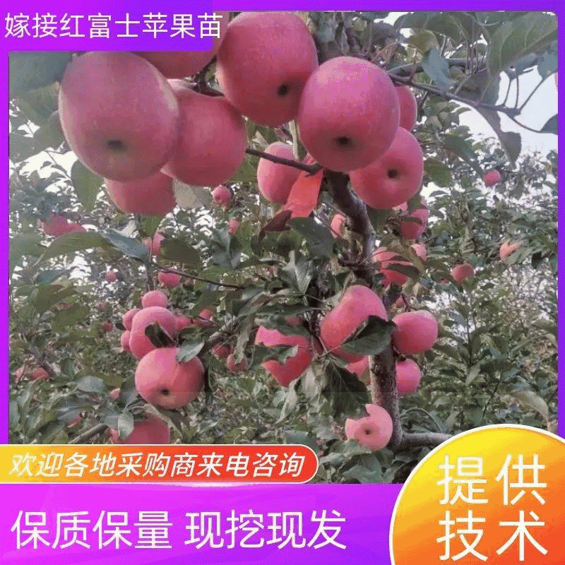 优质二次嫁接矮化苹果苗，都是三年以上开始挂果苗现起现发。