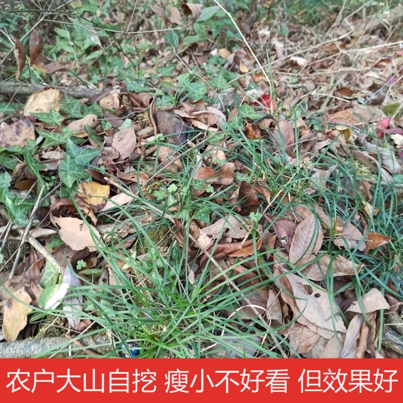 野生麦冬500克非川麦冬可配玉竹泡水煲汤无硫药材麦