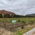 黑龙江省伊春市长梗刺五加苗1-2年苗成活率高品质保证