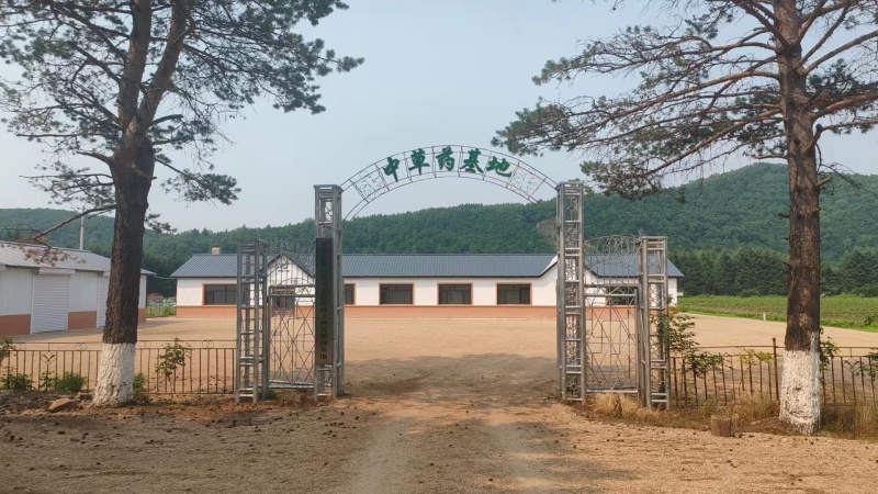 黑龙江省伊春市长梗刺五加苗1-2年苗成活率高品质保证