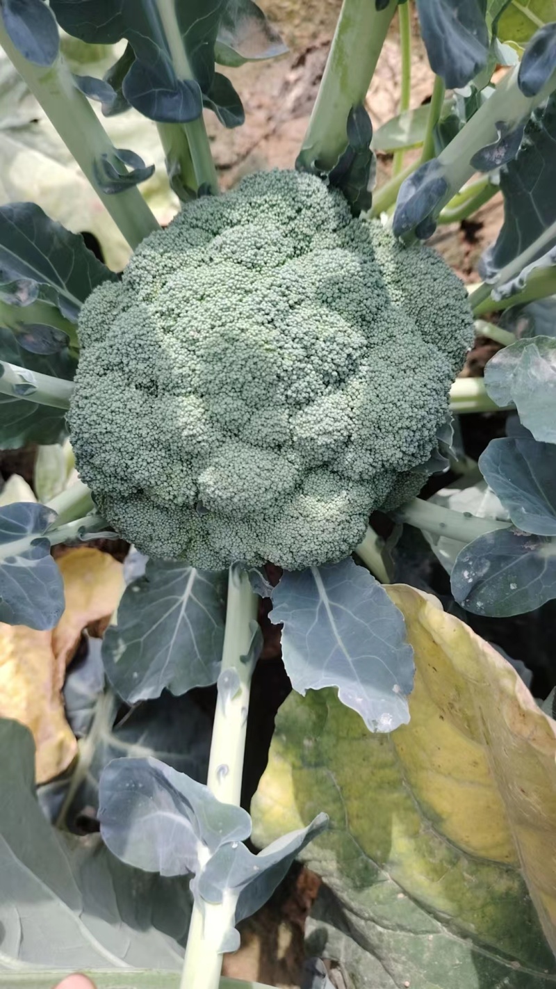 宁夏优质西兰花产地一手货源物美价廉稳定供应市场批发电商