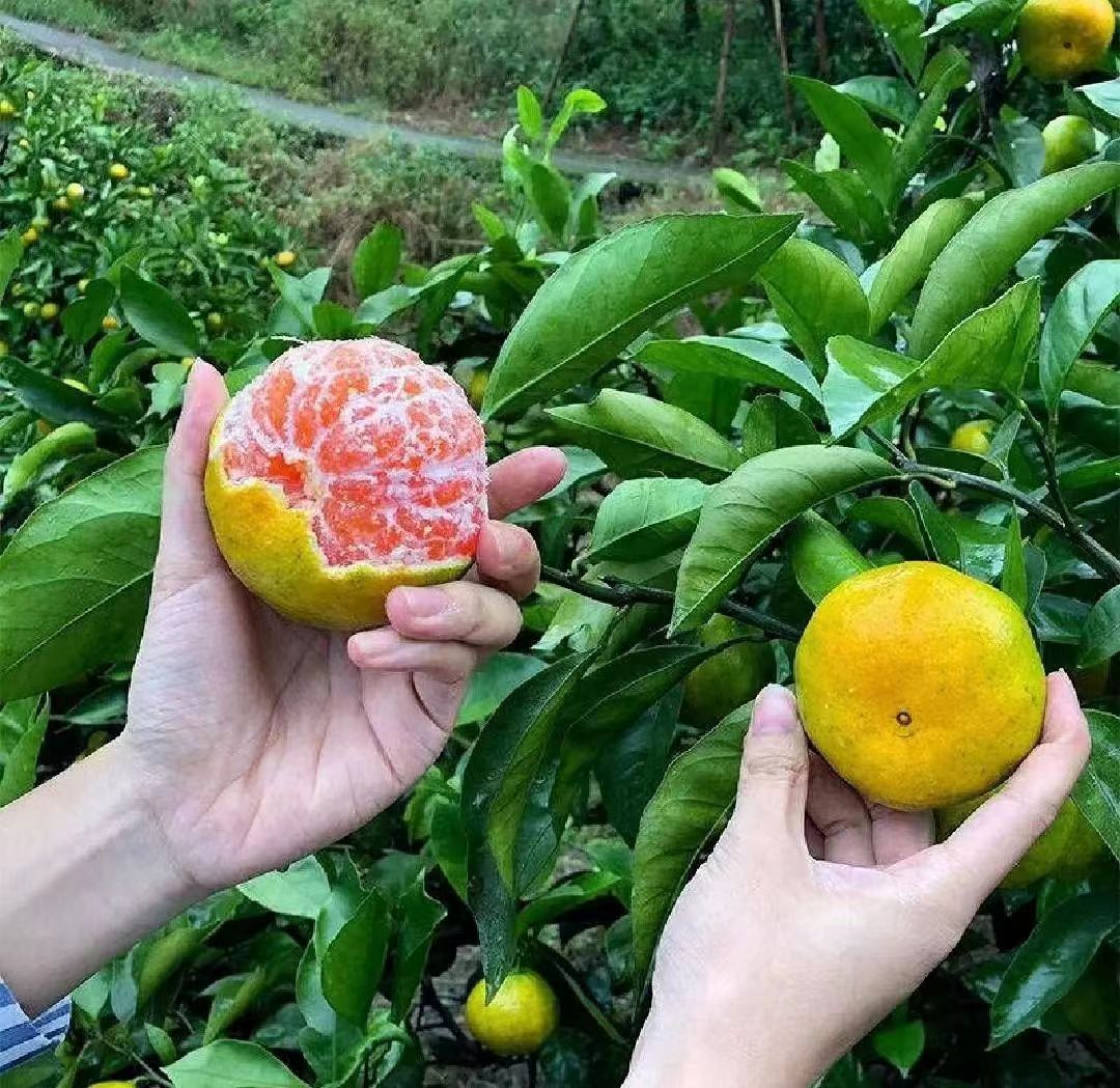 蜜橘果肉处理过程