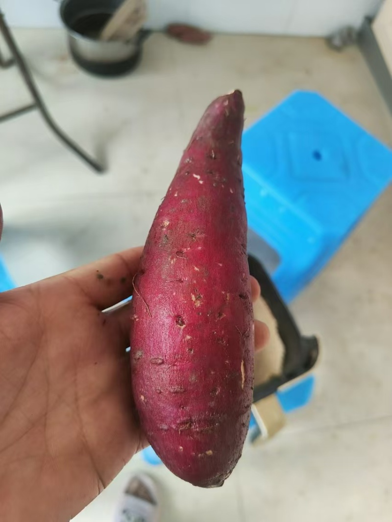 精品榴莲蜜薯，薯界天花板，糖度达到50多度沟通好在下单