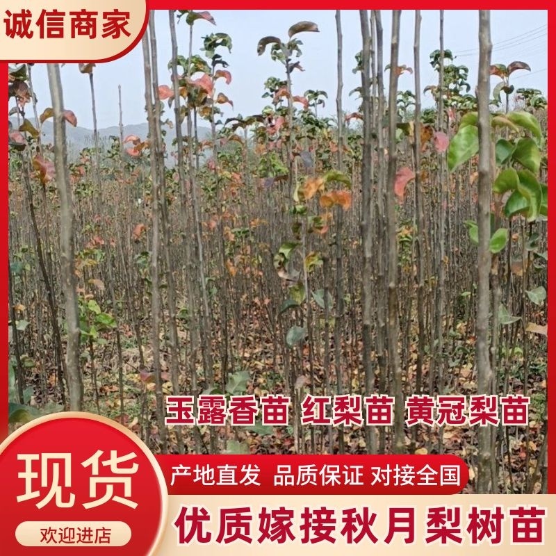 优质嫁接秋月梨树苗，玉露香苗，红梨苗，黄冠梨苗