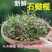 现发石橄榄新鲜广西石橄榄双叶石仙桃炖汤补品中小号福建石橄