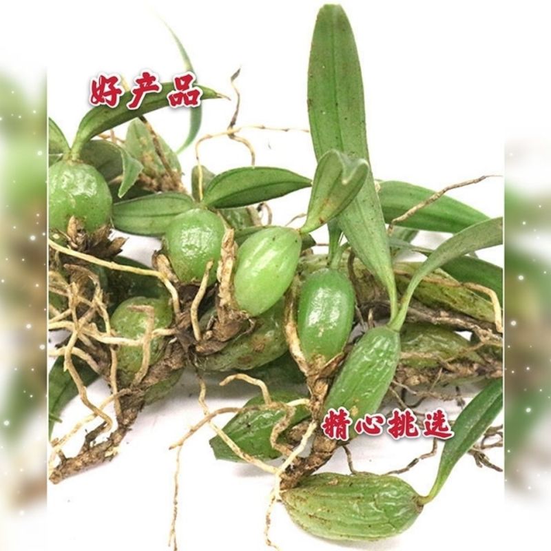 现发石橄榄新鲜广西石橄榄双叶石仙桃炖汤补品中小号福建石橄