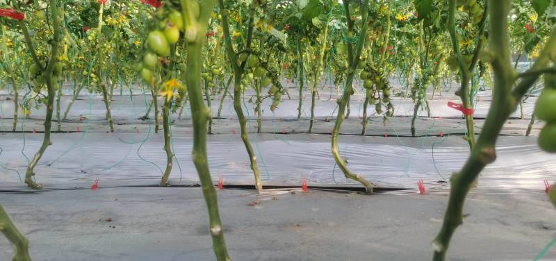 釜山88圣女果甘肃电商市场商超货源拒绝预售，田头现货直发