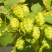 厂家直销啤酒花粉原料打粉