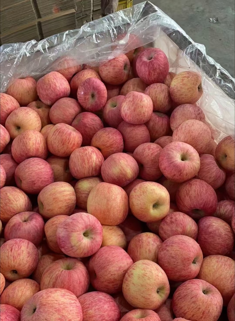 山东苹果精品红富士苹果大量上市欢迎老客户前预订