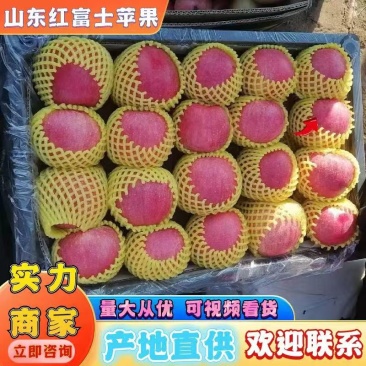山东苹果精品红富士苹果大量上市欢迎老客户前预订