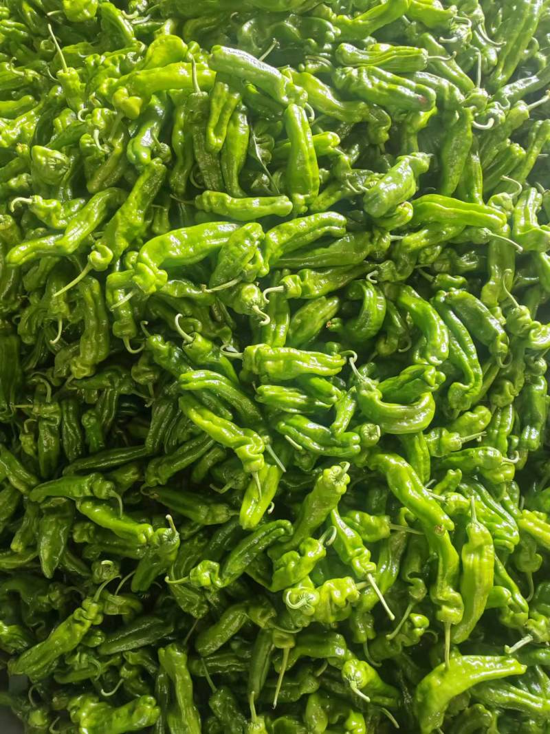 山东辣椒/螺丝椒线椒、薄皮芜湖椒、301品种多质量好一手货源