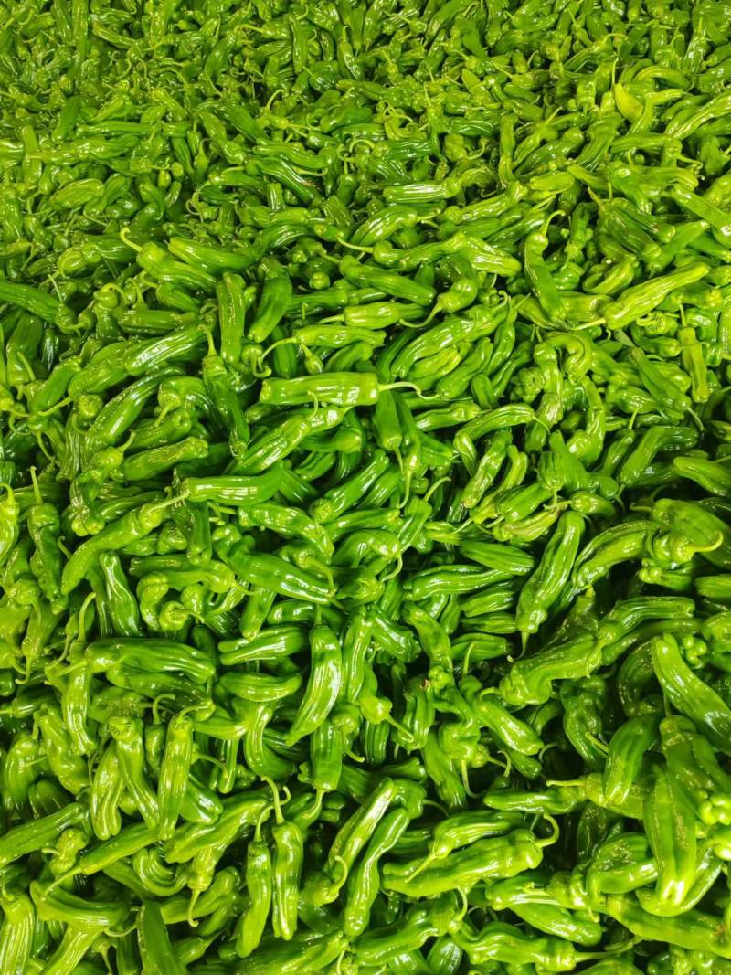 山东辣椒/螺丝椒线椒、薄皮芜湖椒、301品种多质量好一手货源