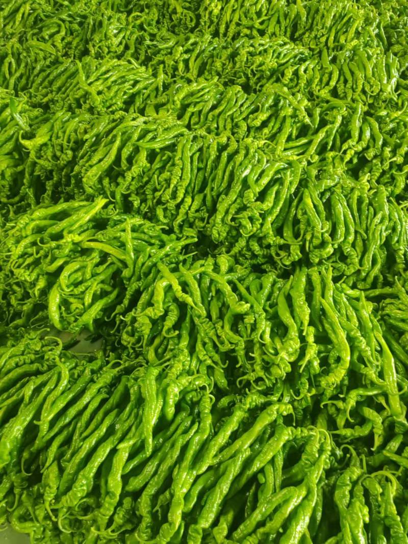 山东辣椒/螺丝椒线椒、薄皮芜湖椒、301品种多质量好一手货源