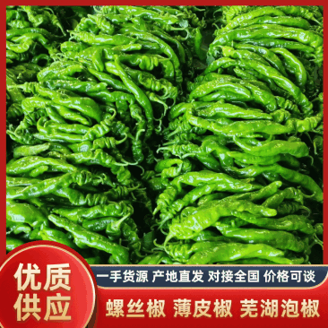 山东辣椒/螺丝椒线椒、薄皮芜湖椒、301品种多质量好一手货源