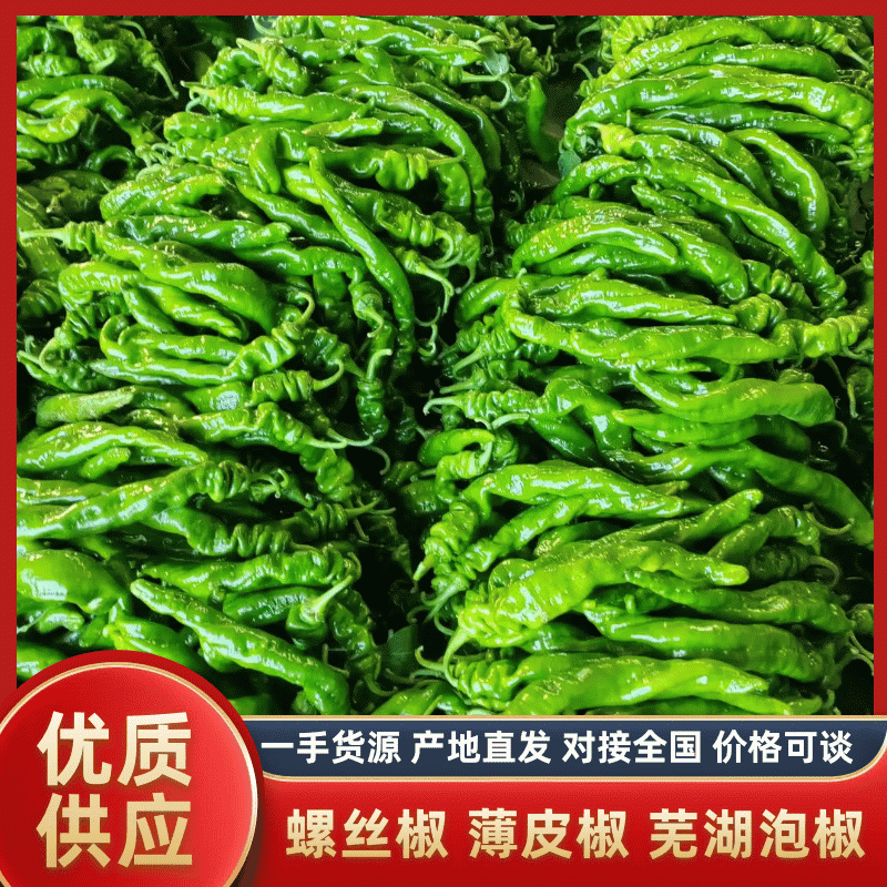 山东辣椒/螺丝椒线椒、薄皮芜湖椒、301品种多质量好一手货源