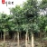 四川杜英工程绿化苗木批发成都杜英苗圃基地四季常绿