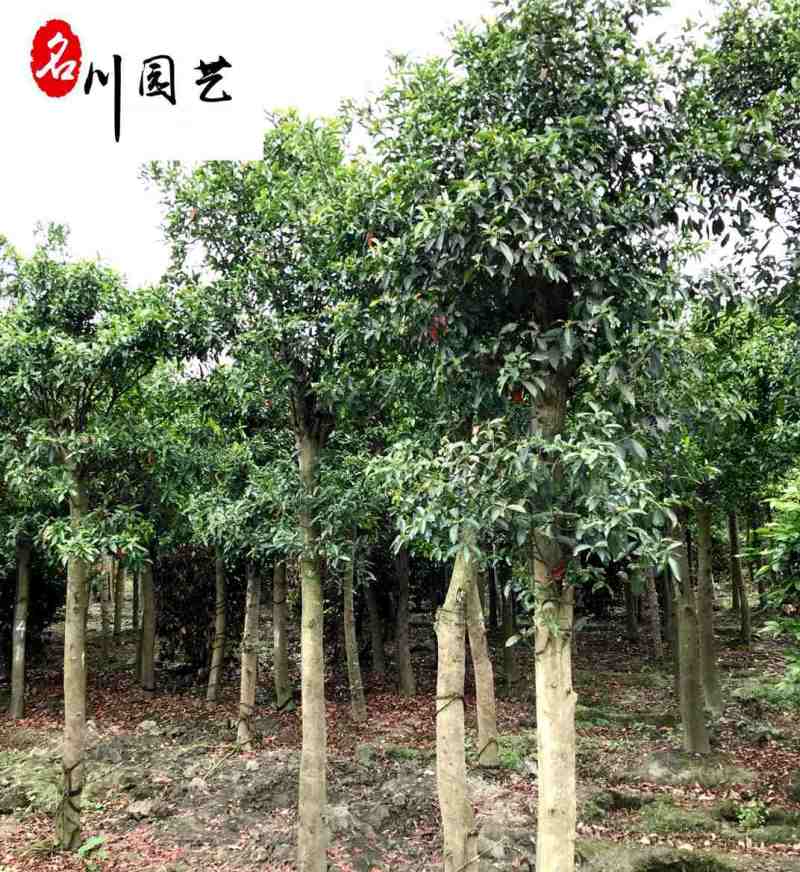 四川杜英工程绿化苗木批发成都杜英苗圃基地四季常绿