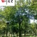 四川杜英工程绿化苗木批发成都杜英苗圃基地四季常绿