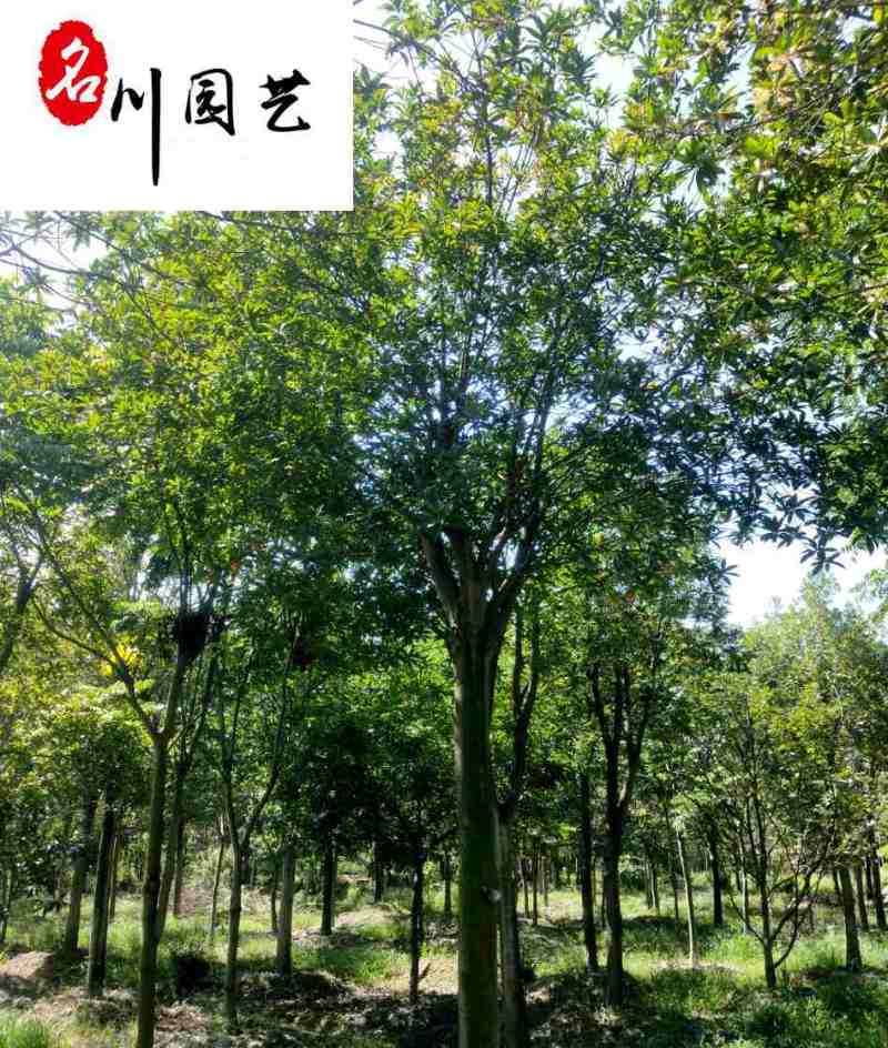 四川杜英工程绿化苗木批发成都杜英苗圃基地四季常绿