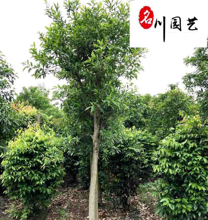 四川杜英工程绿化苗木批发成都杜英苗圃基地四季常绿