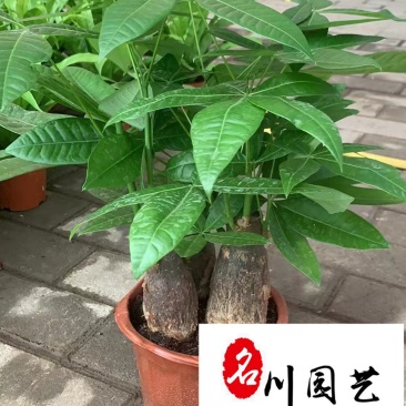 成都基地供应发财树盆栽四季常绿室内大型盆栽量大从优