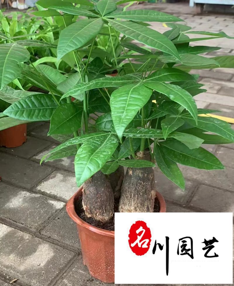 成都基地供应发财树盆栽四季常绿室内大型盆栽量大从优